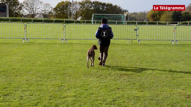 Moëlan-sur-mer (29). Des chiens champions en obéissance