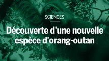 A quoi ressemble « Tapanuli », cette nouvelle espèce d’orang-outan qui vient d’être découverte ?