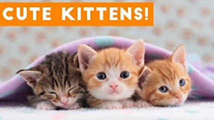 Cutest Kitten Video Compilation of 2017   Funny Pet Videos