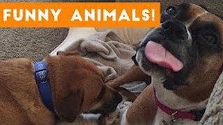Cutest Pets of the Week Compilation  2022-2023 Funny Pet Videos