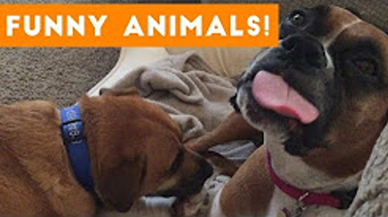 Cutest Pets of the Week Compilation  2022-2023 Funny Pet Videos