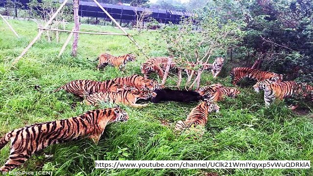 Terrible minute Russian zookeeper destroyed by TIGER before stunned group