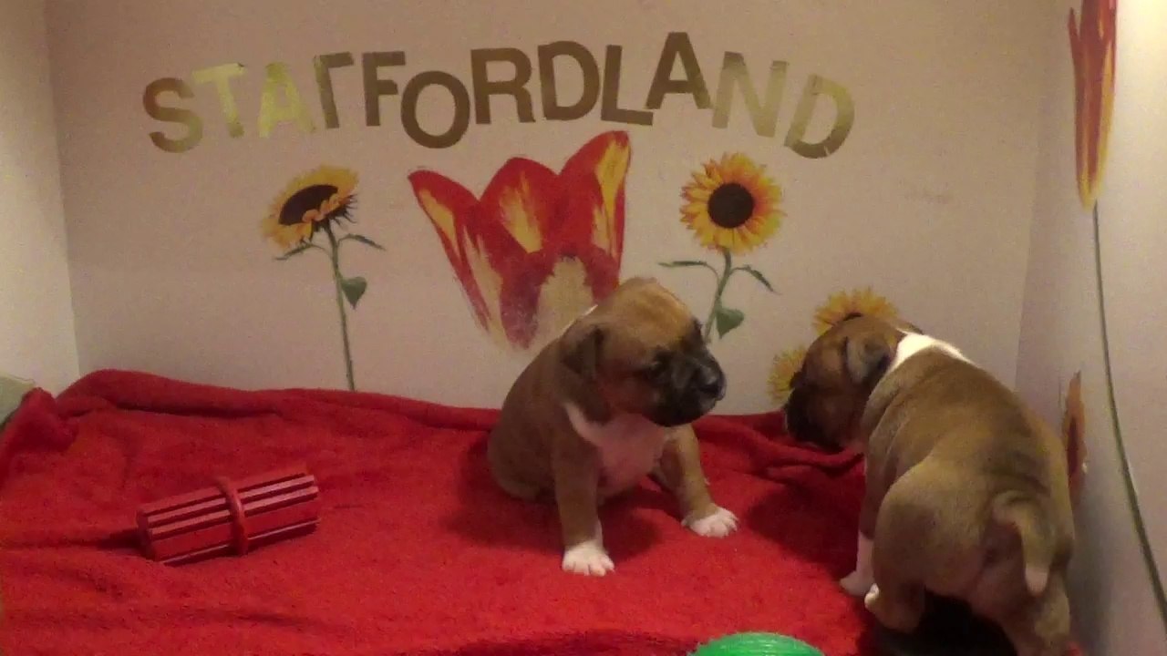 17ème Vidéo DRAGON n°1  de STAFFORDLAND