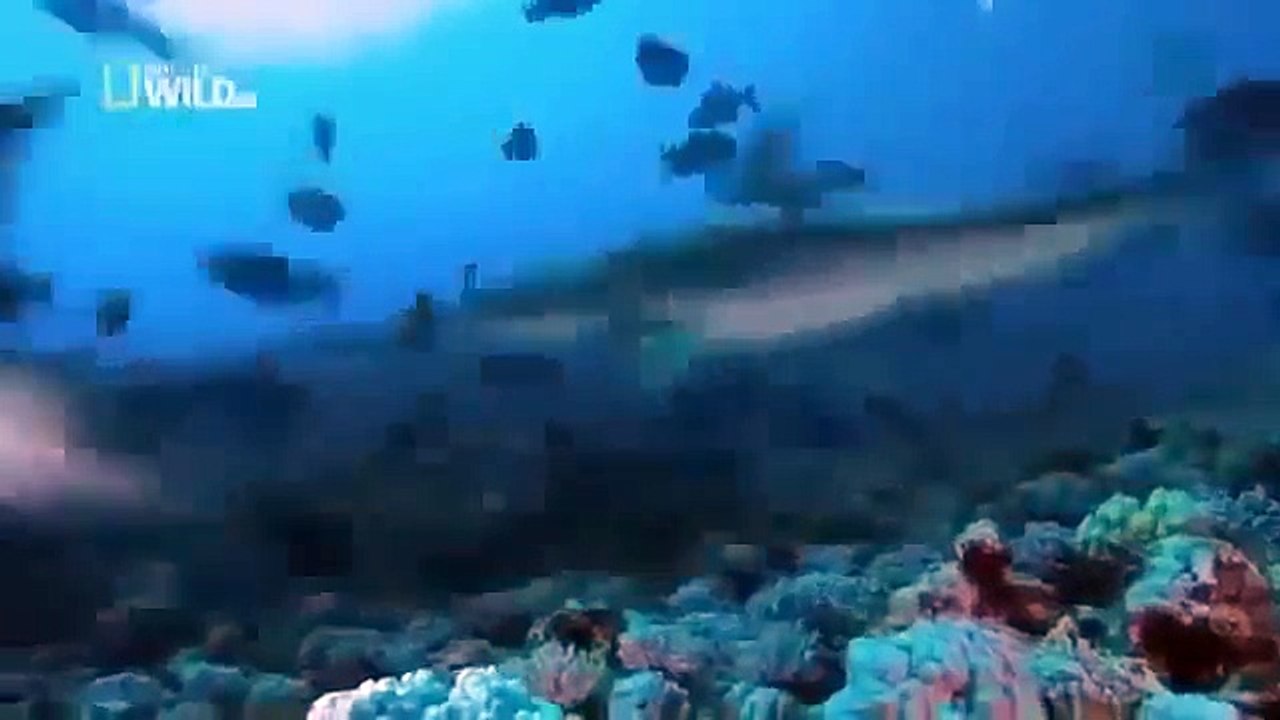 Sharks of Lost Island Shark Nature Documentary