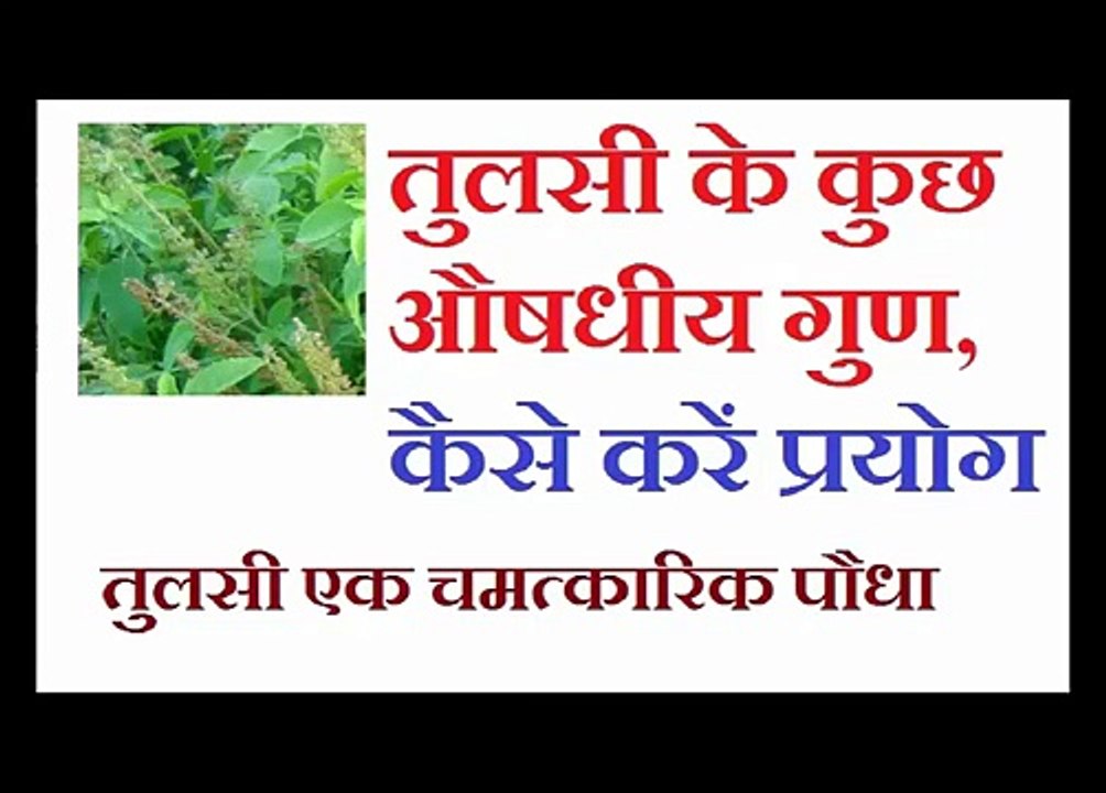 तुलसी के पौधे के औषधीय गुण |  कई बीमारियों में असरकारक | तुलसी आयुर्वेदिक नुस्खे