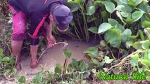 Amazing Fishing videos-Best Fishing Videos-Best Video Fishing-Amazing Fishing Trap-How catching Fish