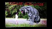 TIGRES GIGANTES – Tigres Cazando: El tigre mas grande del mundo