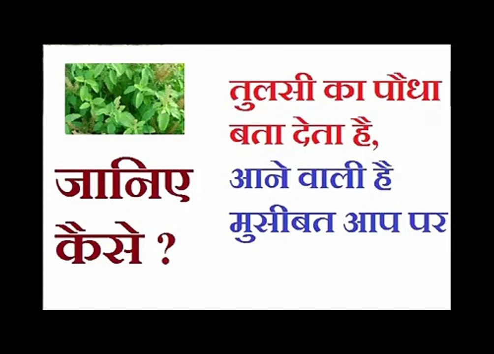 आने वाली मुसीबतों के बारे में पहले ही बता देती है तुलसी | तुलसी का धार्मिक महत्व