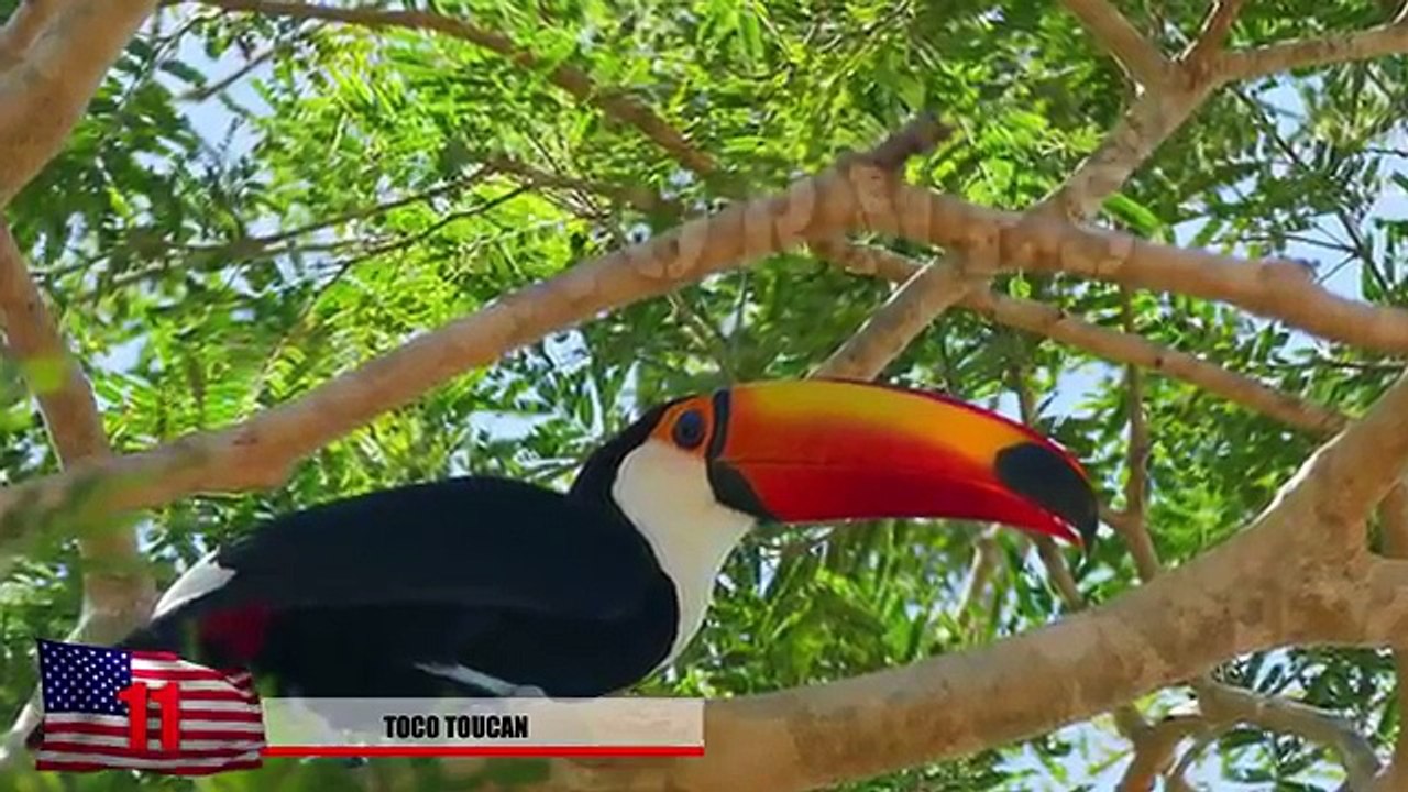 15 Largest Birds on Earth