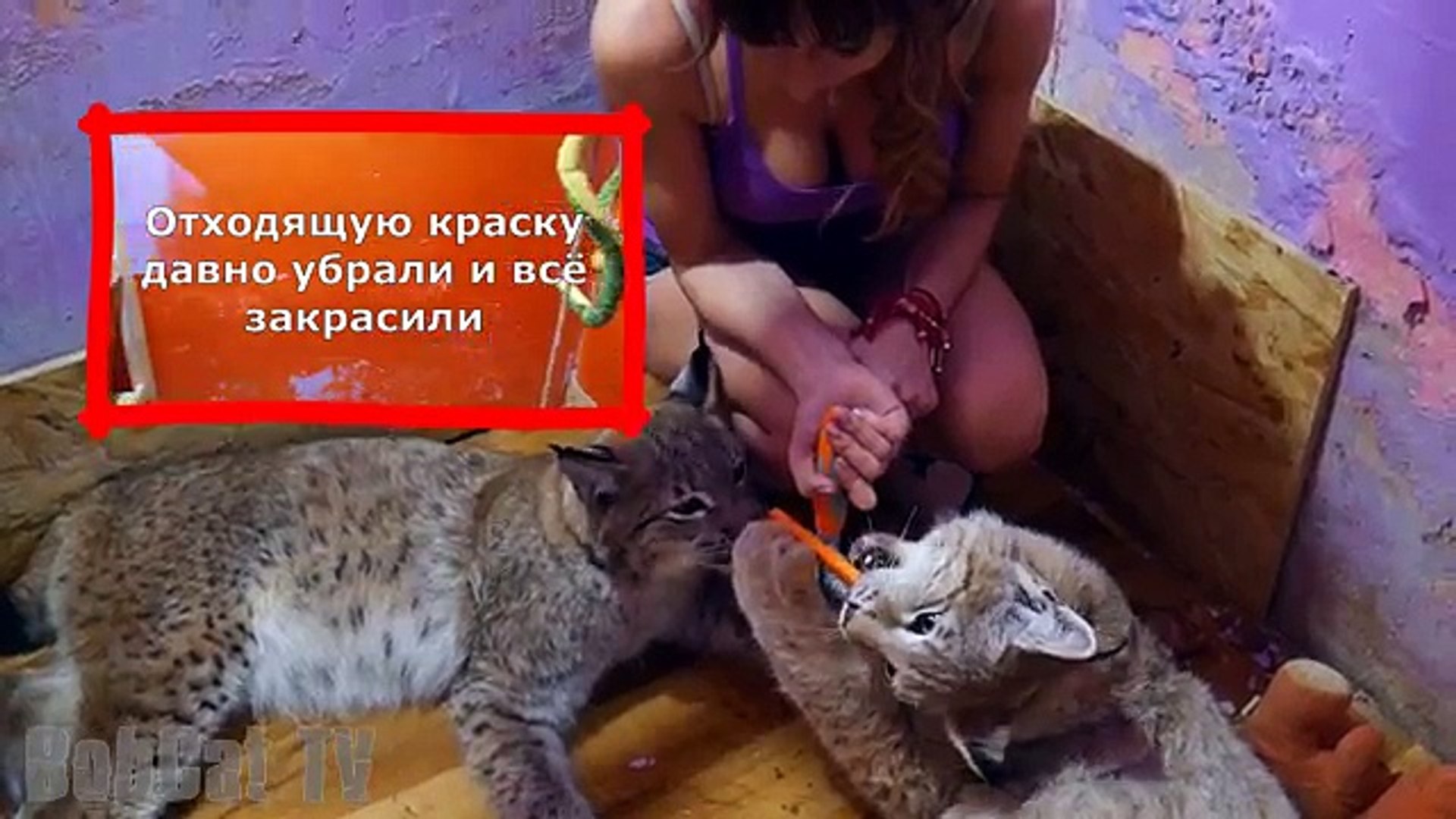 ⁣МНОГО ЛИ ОТ РЫСЕЙ ШЕРСТИ? Расчесываем больших кошек