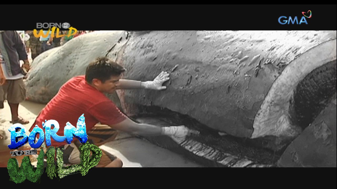 Born to Be Wild: Reminiscing the most memorable rescue missions in 'Born to Be Wild'