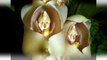 Do you believe ? There are flowers looking like a baby ! They are Anguloa Uniflora flowers.