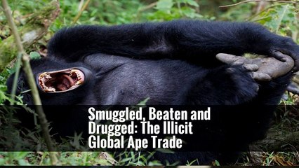Smuggled, Beaten and Drugged: The Illicit Global Ape Trade