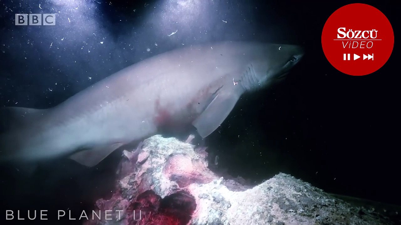 Belgesel ekibine köpek balığı saldırdı