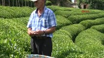 Rize Doğu Karadeniz'de Organik Çay Tarımı Belirsizliği
