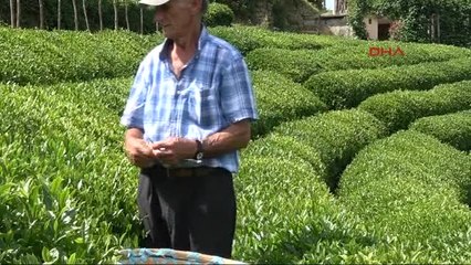 Rize Doğu Karadeniz'de Organik Çay Tarımı Belirsizliği