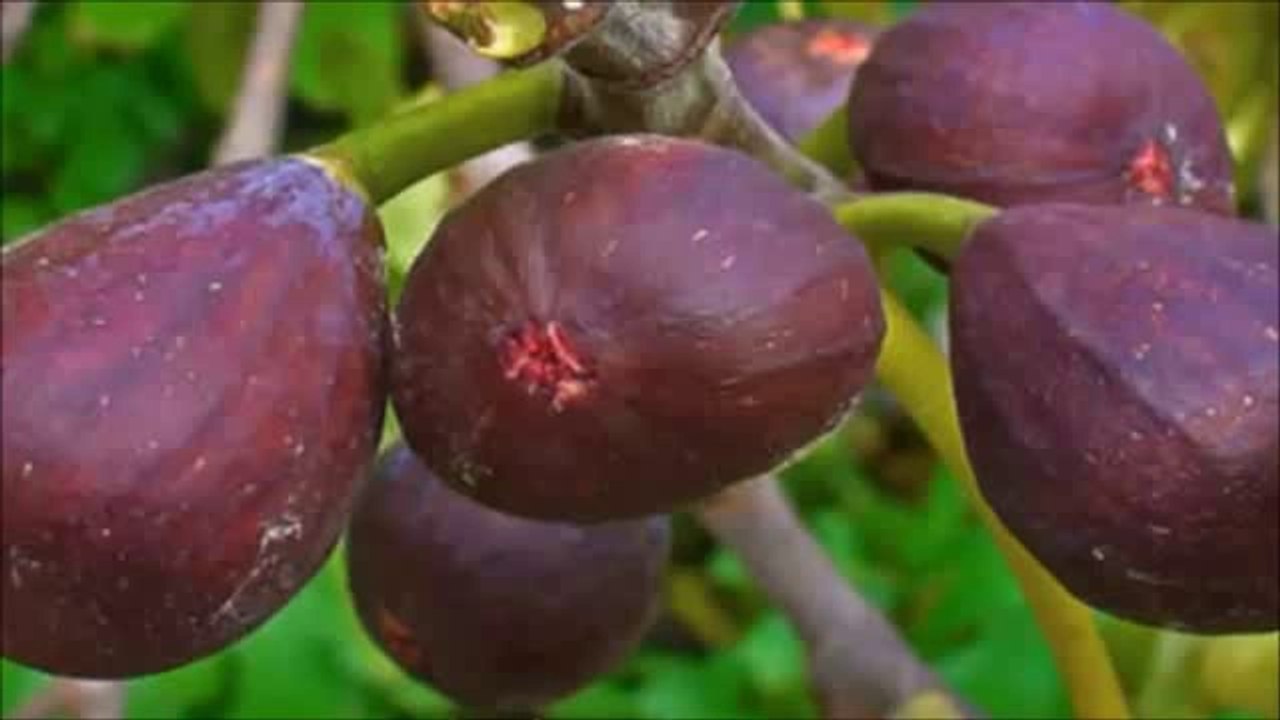 Mi abuelo casi no podía caminar con sus dolores en la espalda piernas