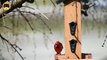 ENTERTAINMENT VIDEO FOR CATS. Hungry Birds #5. Northern Cardinals, House Finch, Sparrows, Chickadee.