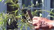 Grow bonsai trees from cuttings. How to grow Weeping Willow Bonsai Trees from cuttings - Part 2