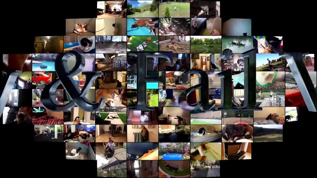 Funny Cats And Dogs Falling In Water