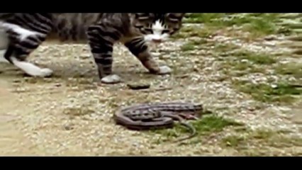 Funny Cats Vs Snakes extreme compilation
