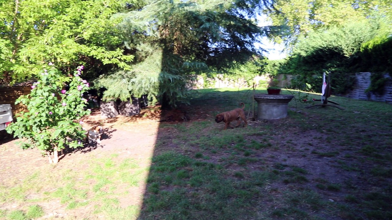 Bulldog Anglais VS Dogues de Bordeaux