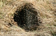 Bất ngờ trước con vật đầy gai tua tủa có khả năng đẻ trứng ẩn nấp trong đám cỏ khô