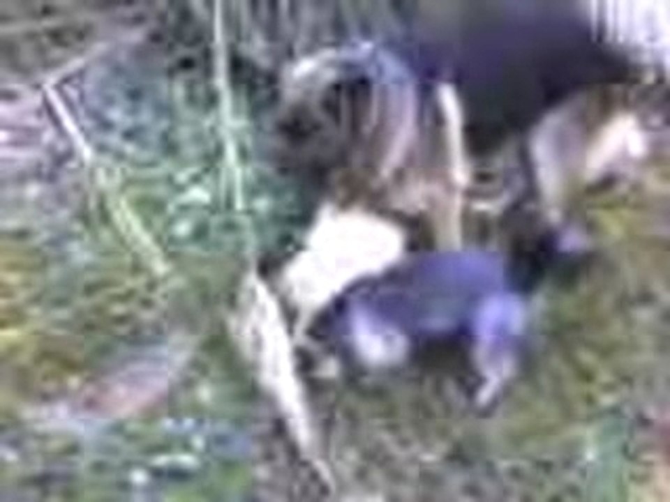 Vidéo 0005