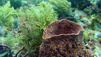 10 Biggest Sea Creatures