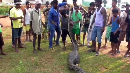 Python Swallows Goat Whole