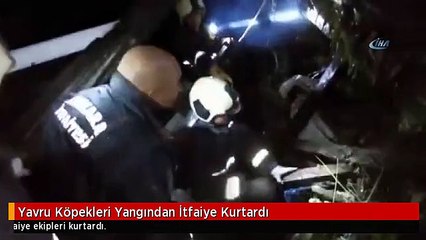 Yavru Köpekleri Yangından İtfaiye Kurtardı