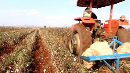 Pamuk Tarlalarında Yakacak Toplama Telaşı