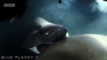 Un requin met un coup de nez à un sous-marin et s'en prend à lui