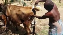 Cooking Fresh Cows Colostrum Milk Fry in My Village - Healthy Food - Hand Milking