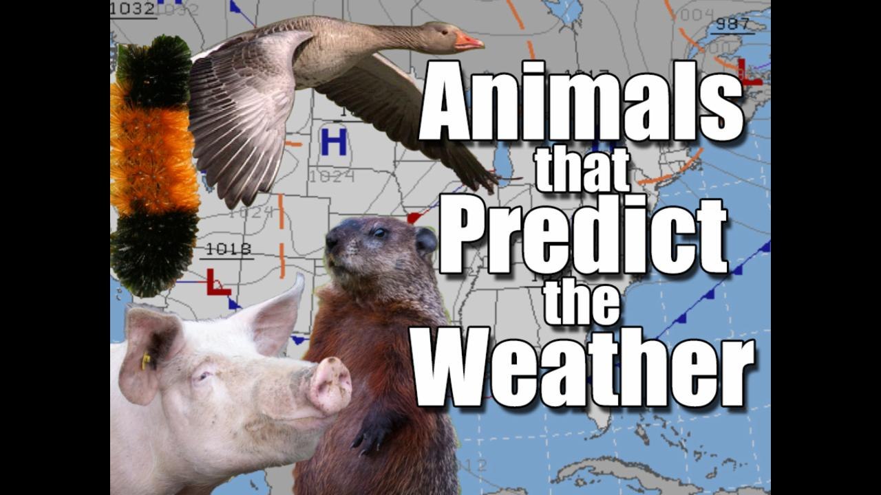 Animals that Predict the Weather - video Dailymotion