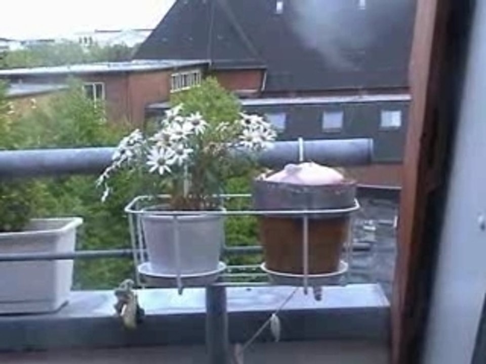 Die Nacktmullen-Pflanze