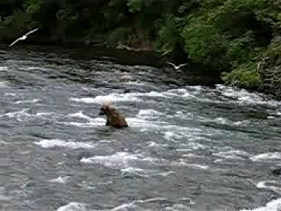KATMAI , BROOKS RIVER