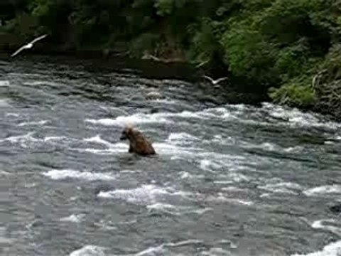 KATMAI , BROOKS RIVER