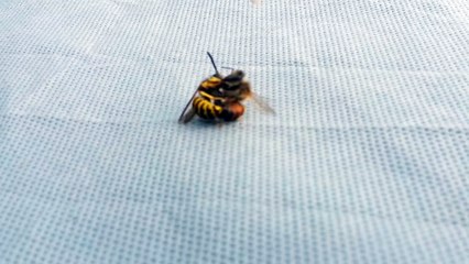 Une guêpe découpe en deux une abeille