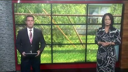 Woman’s English mastiff puppy shot dozens of times with BBs and pellets