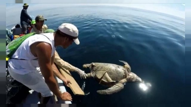 El Salvador: Mysteriöser Tod von 300 Meeresschildkröten