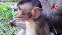 Pity baby monkey,Why the big one do like this with baby monkey?Real life of baby monkey, Monkey Camp