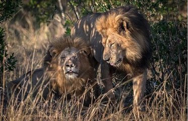 Kenya'da Eşcinsel Aslanlar Ülkeyi Karıştırdı, Yetkililer Eşcinsel Turistleri Suçladı