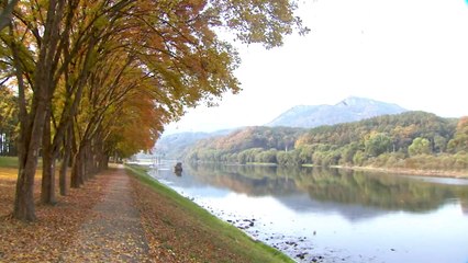 가을이 아름다운 힐링 명소 '영동 송호관광지' / YTN