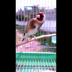 Que des grands Chardonnerets Les meilleurs du Chant