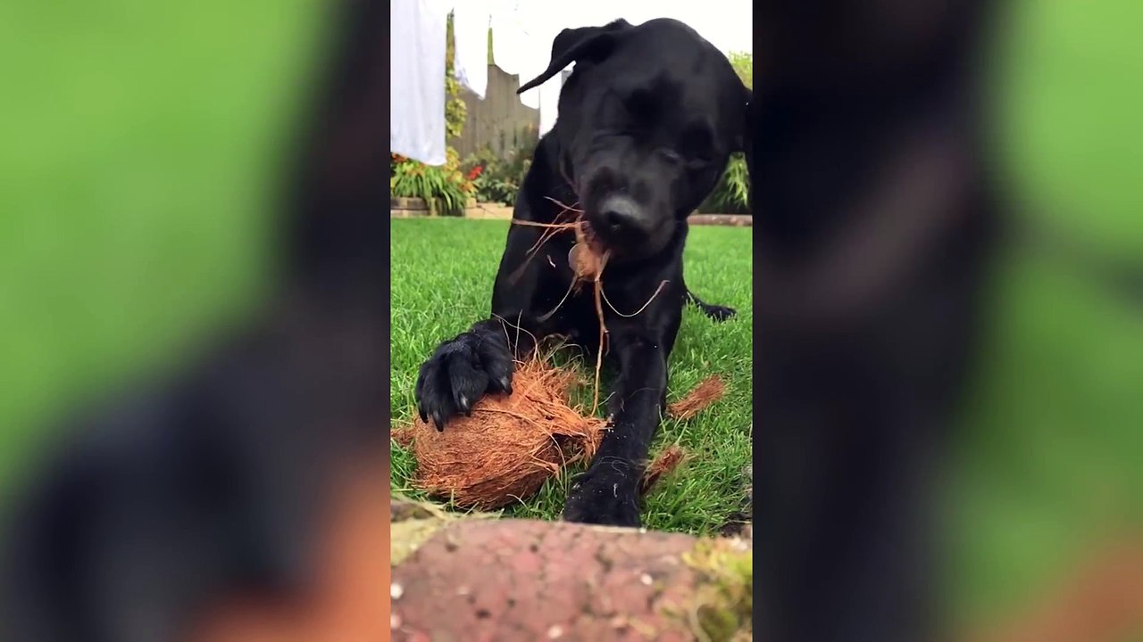 Top 100 Funny Pets on Vine   Cute Animal Videos 2022-2023