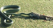 Yılan, Golf Sahasında Öldürdüğü Hint Kertenkelesini Saniyeler İçinde Yuttu!