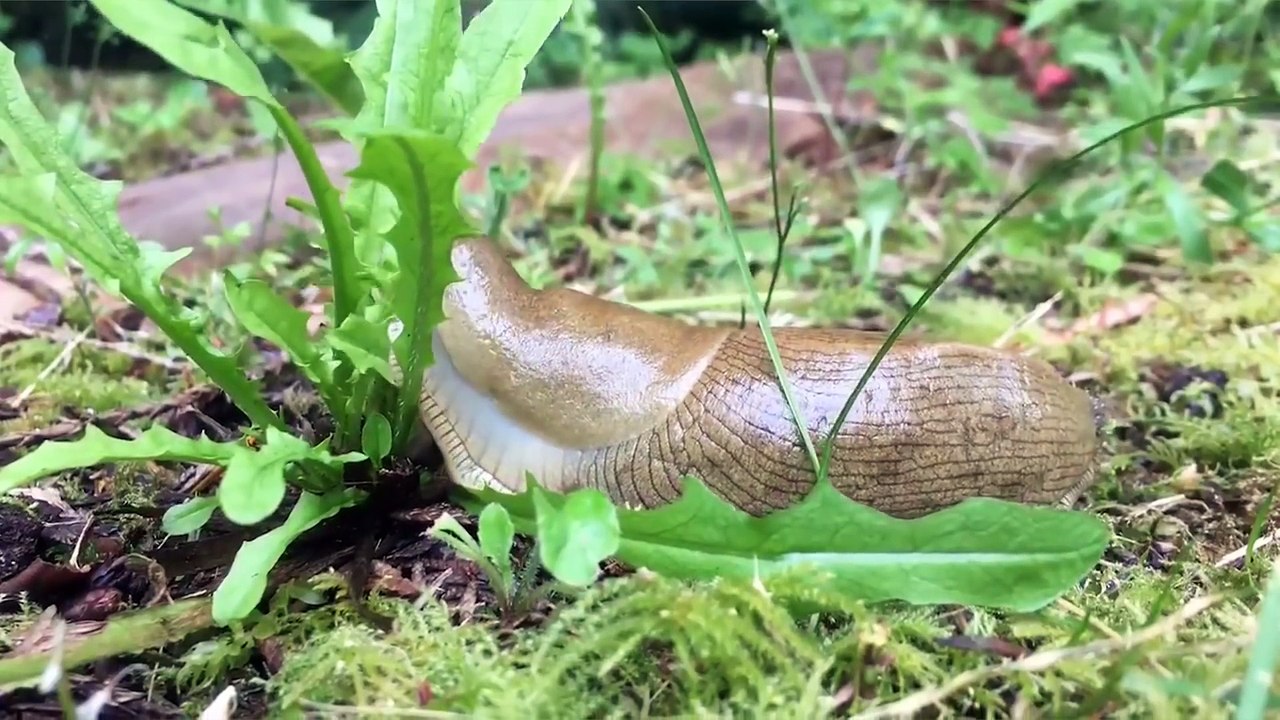 Try Not to AWW! at These Cute and Funny Animals   Funny Pet Videos 2022-2023