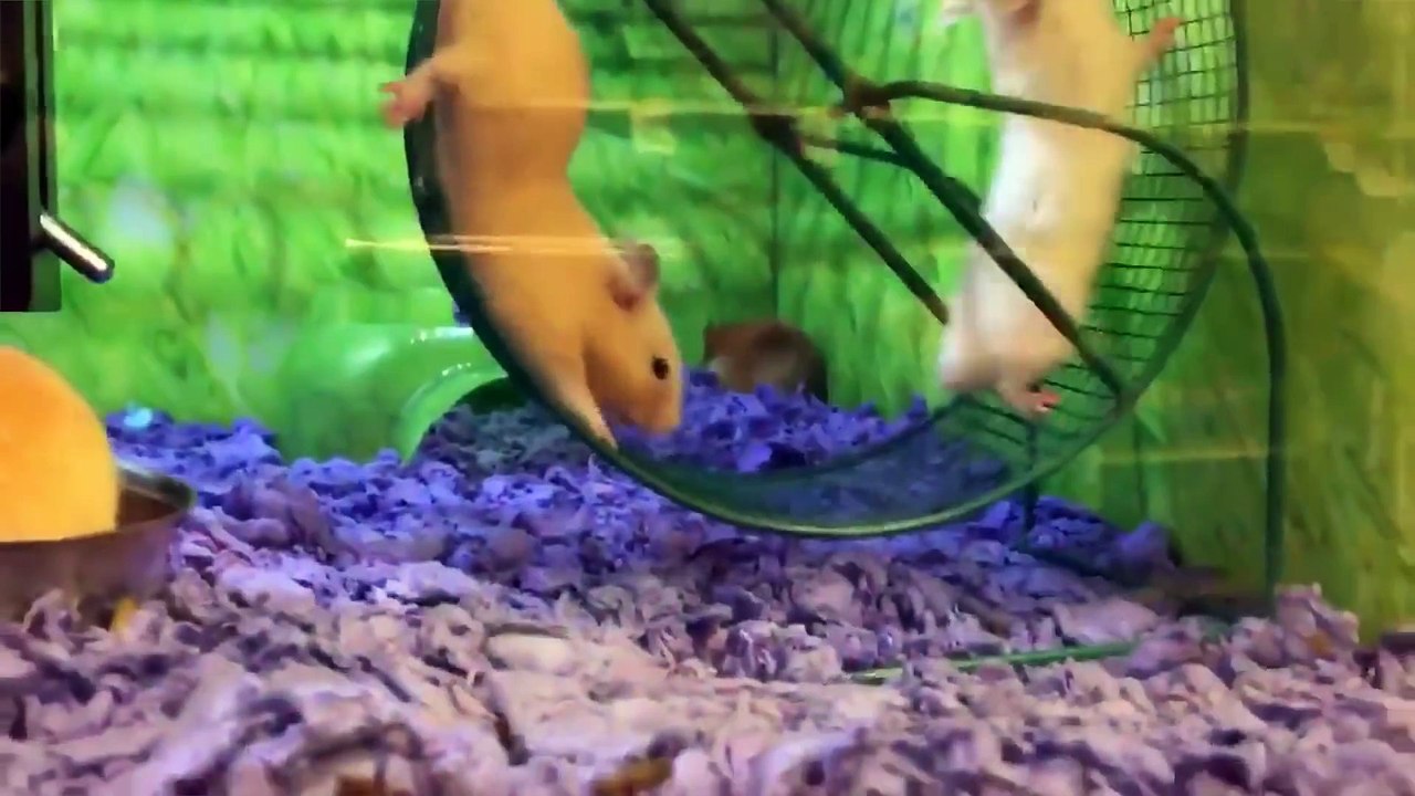 TRY NOT TO LAUGH at FUNNY PET FAILS 2022-2023    Funny Pet Videos