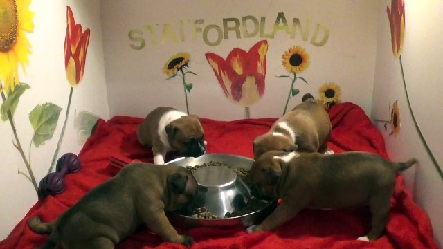 18ème Vidéo Les chiots de la 30ème portée de STAFFORDLAND